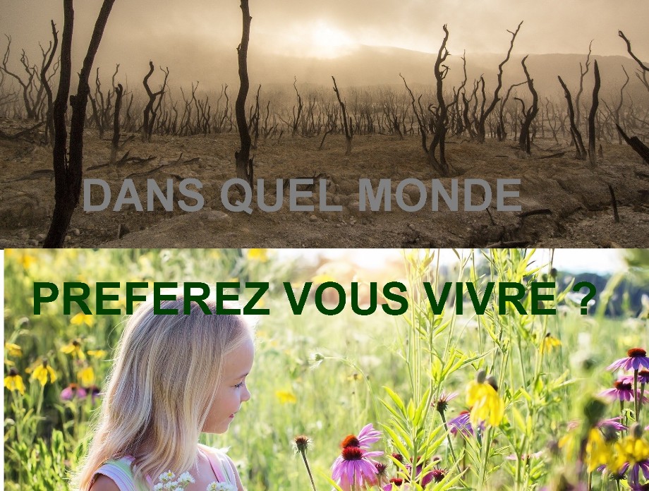 image dans quel monde voulez vous vivre de l'association de protection des abeilles maksika dans quel monde voulez vous vivre - image de l 'assoication de protection des abeilles maksika